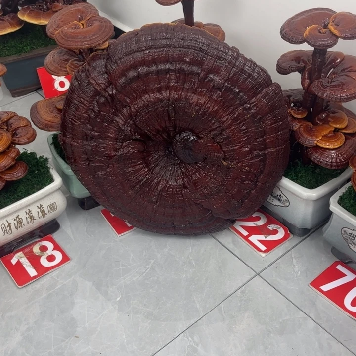 灵芝盆景 可观赏可食用