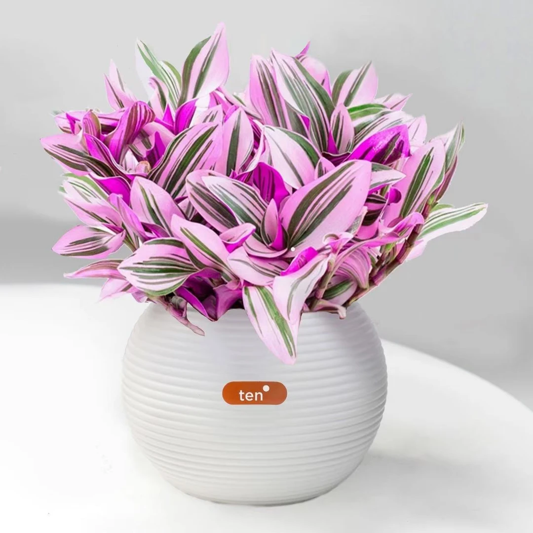 油画婚礼吊兰盆栽胭脂云多肉植物办公室内花卉桌面水培绿植垂吊