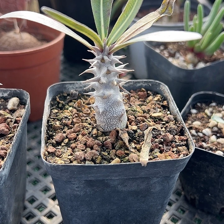 实生象牙宫，一物一拍带盆