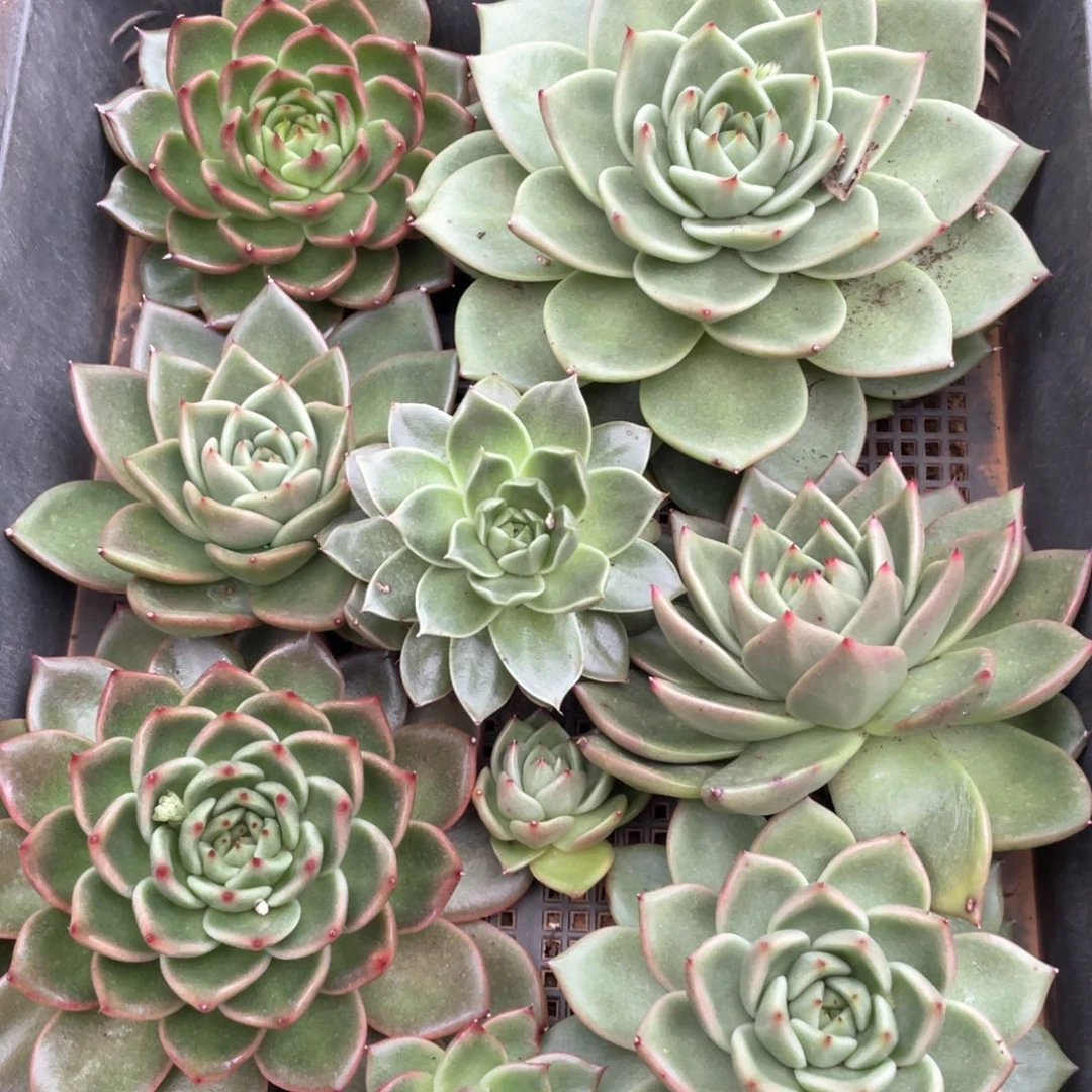 一筐特价福利不售后2011