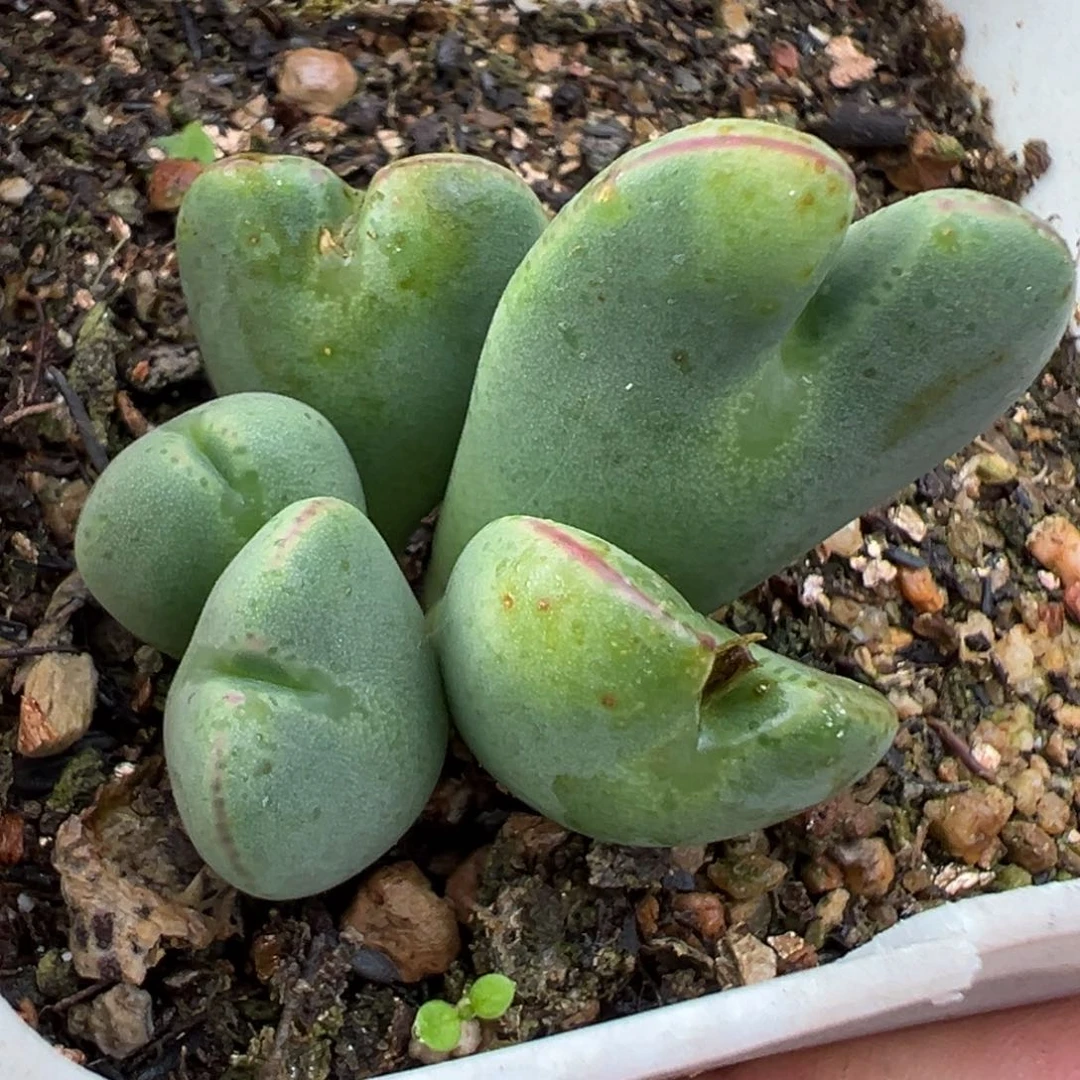 12.2好看的多肉脱土发货989