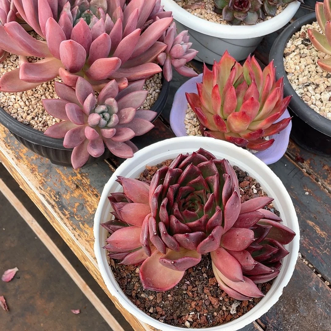 c***。多肉植物一物一拍