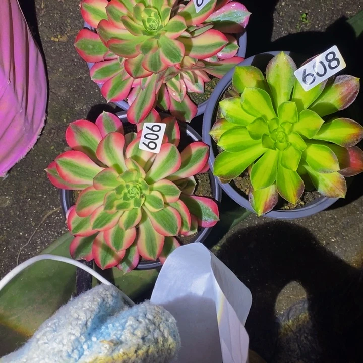 606 607 608法师3颗