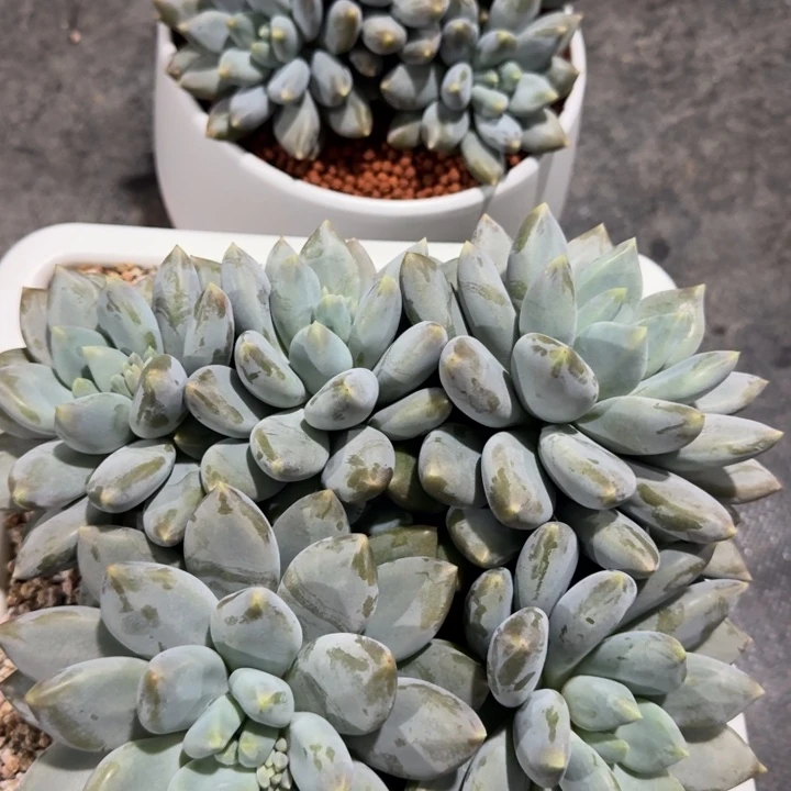 多肉植物哥特萝莉