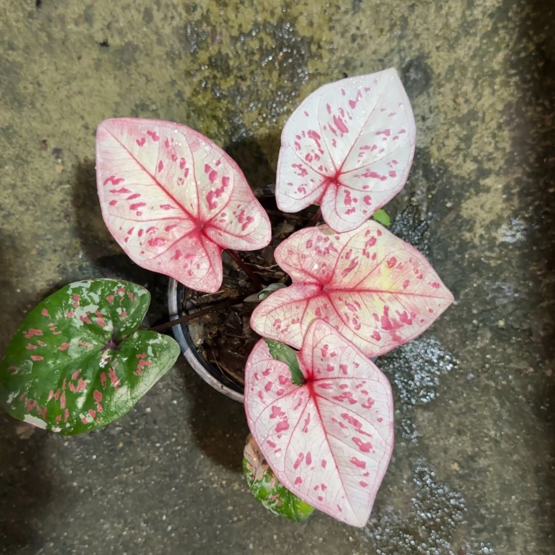 139-0925泰国发货彩叶芋