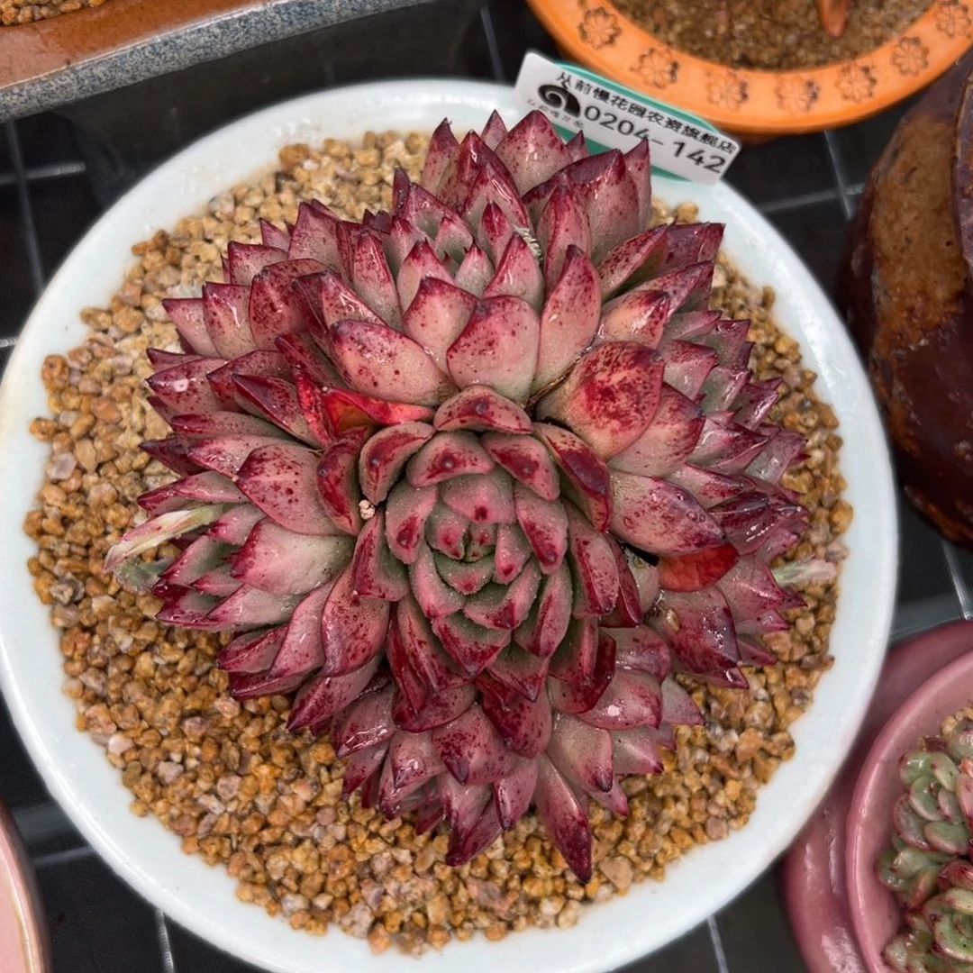 多肉一物一拍0204-142