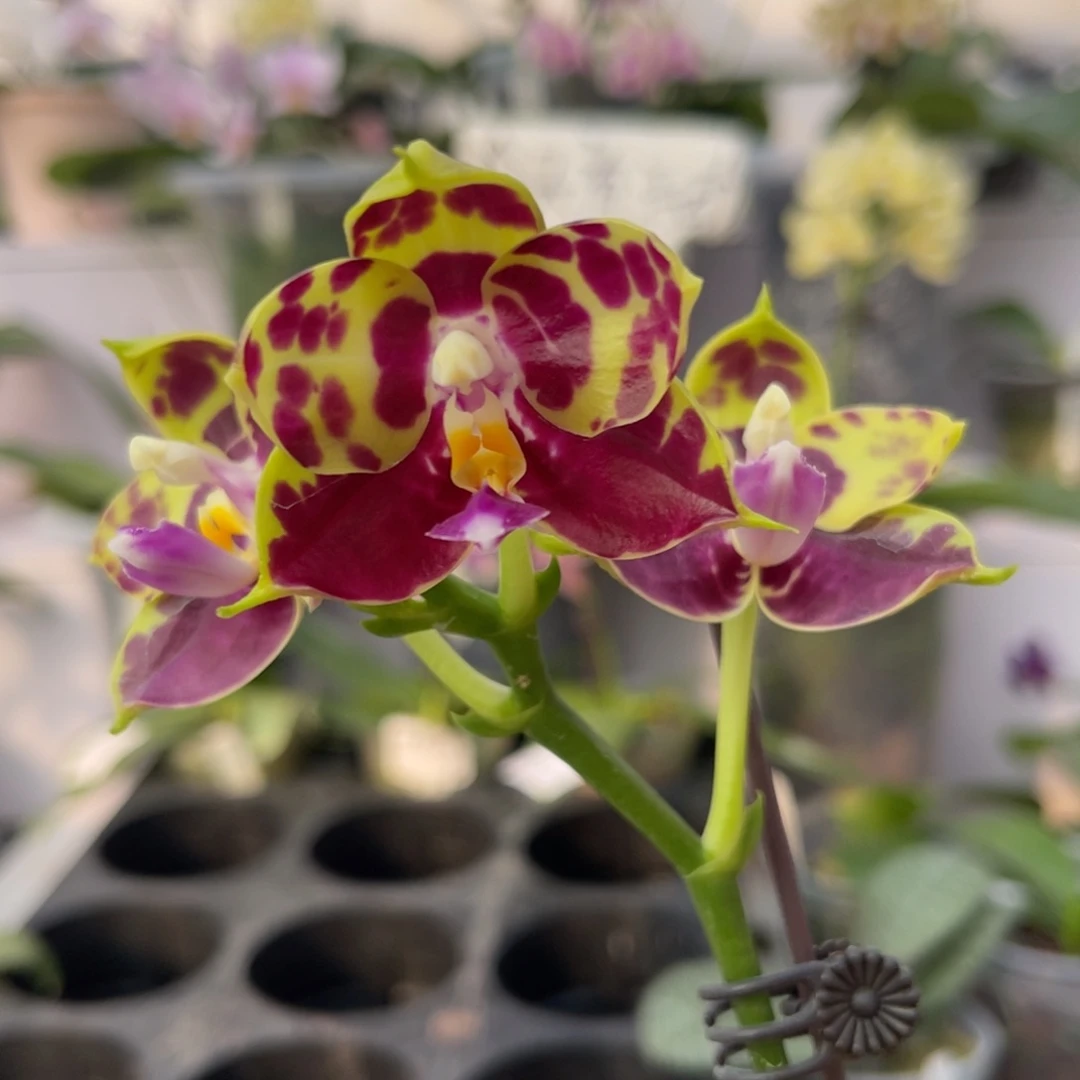 完全开放1732 s7寸弥陀amm170 一物一拍