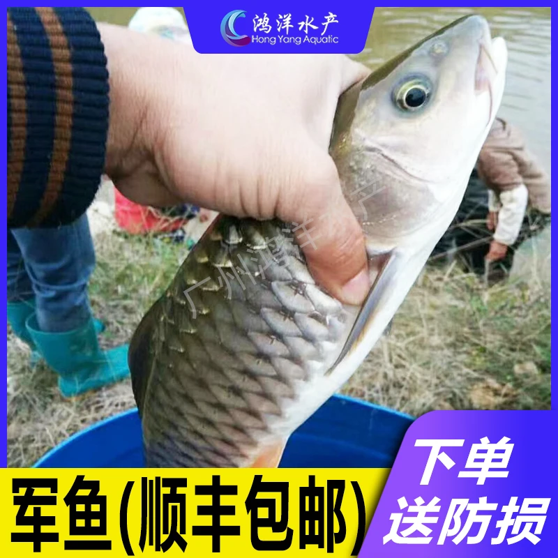 军鱼 光鱼 黄娟鱼倒刺鲅鱼青竹鲩