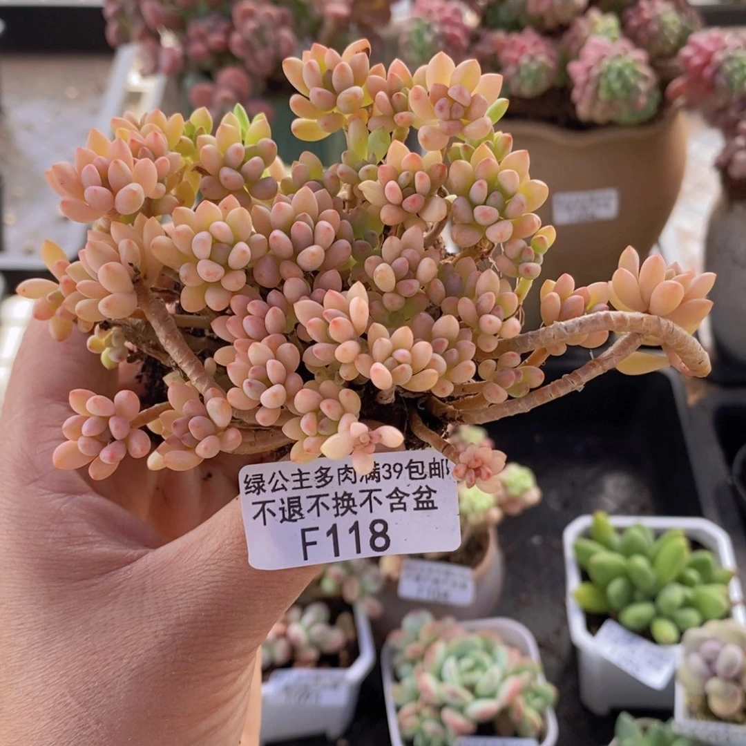 绿豆锦有砍不包整8cm8多肉