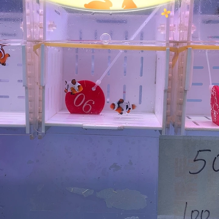 海水鱼精品毕加索