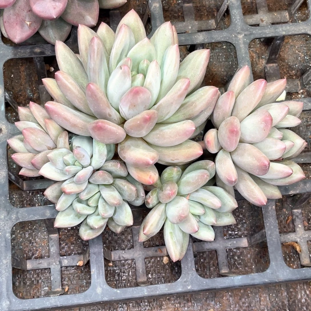 秀林姐杂多肉植物