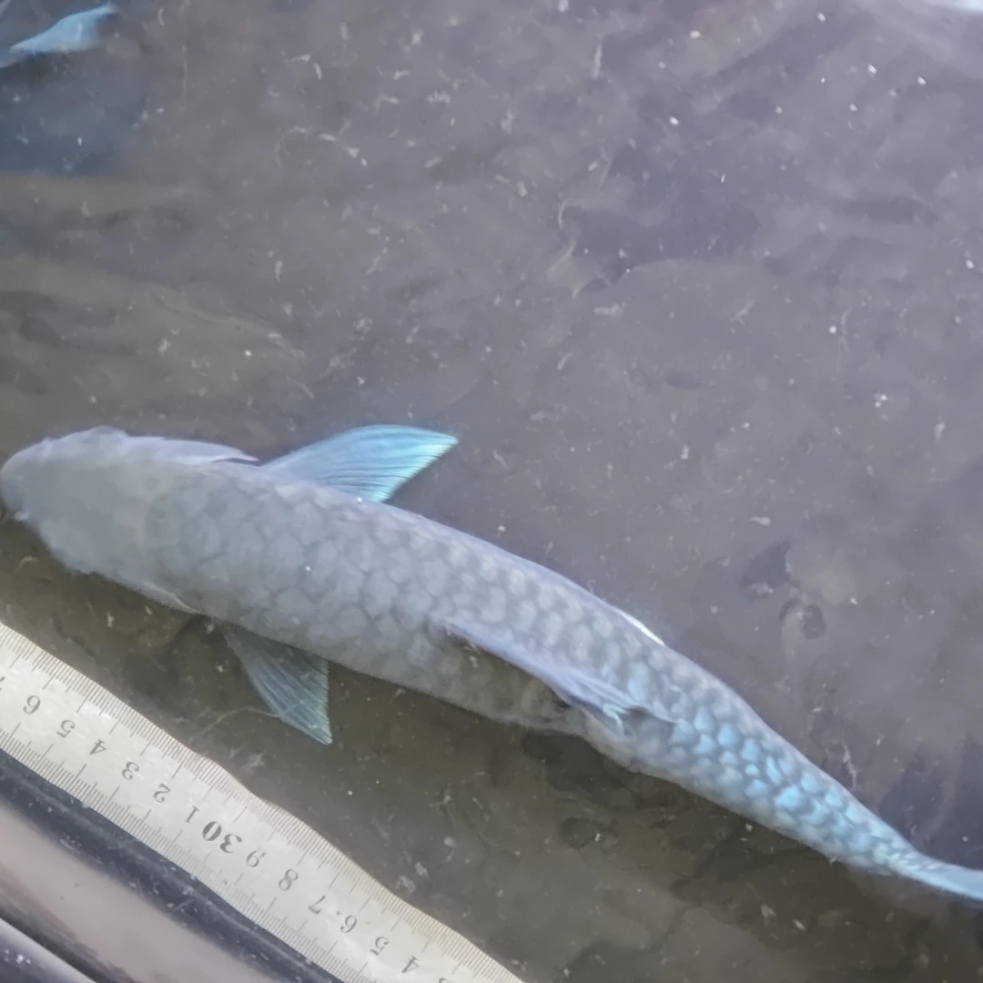 洪崩河异口蓝吉罗鱼（需要开箱视频才可以售后包损）