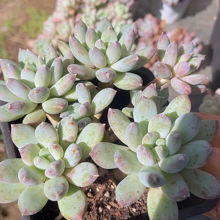 星月菩提1212多肉植物