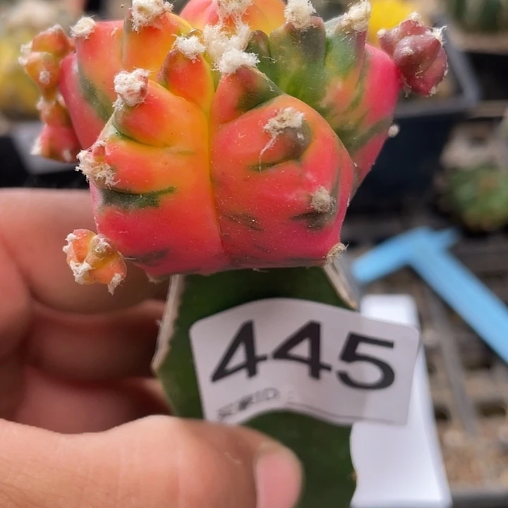 栾风御景4 45号仙人球一颗