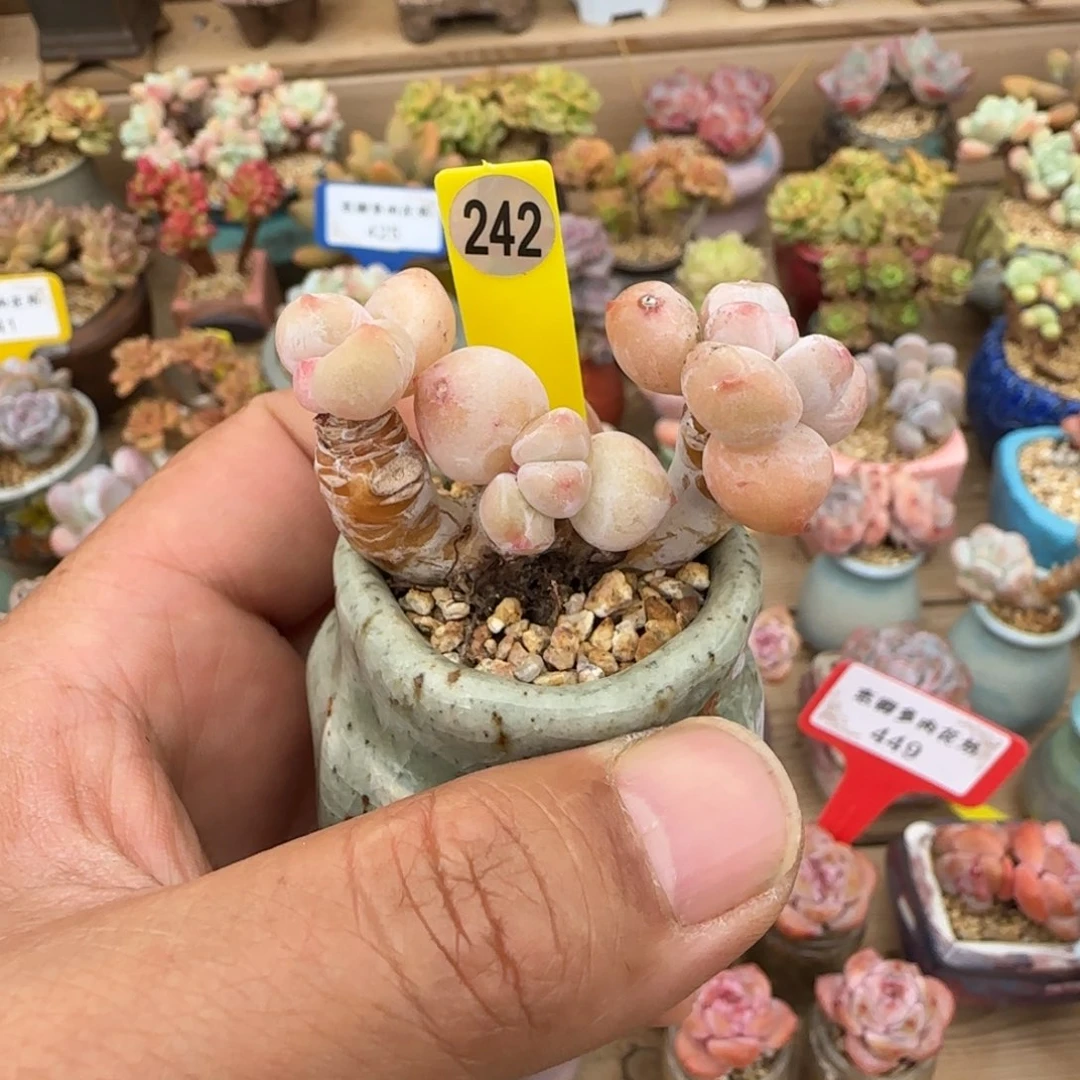 桃****242香水老桩无砍脱土发