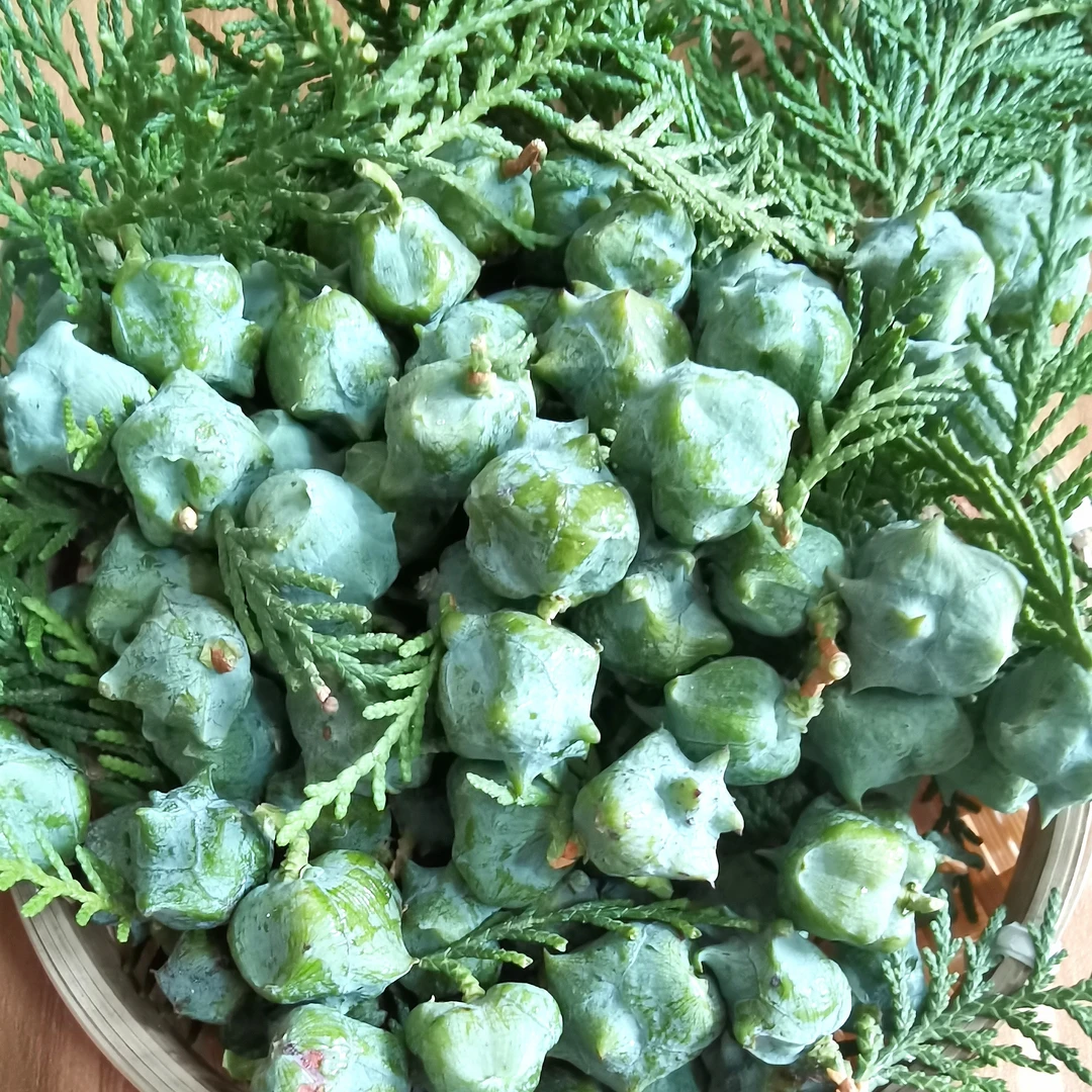 陕西大山里野生侧柏树籽/果