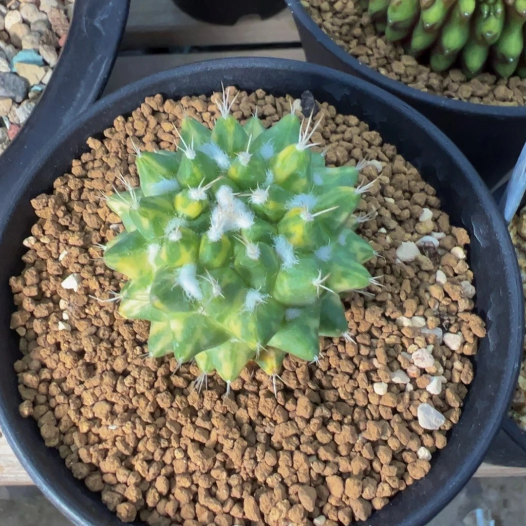 雪糕锦多肉植物带盆土