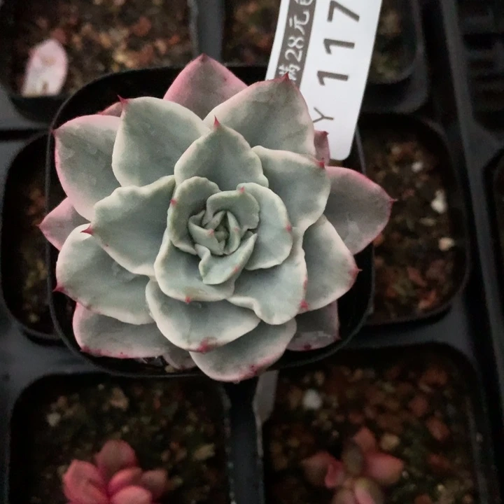 奶油黄桃锦多肉植物