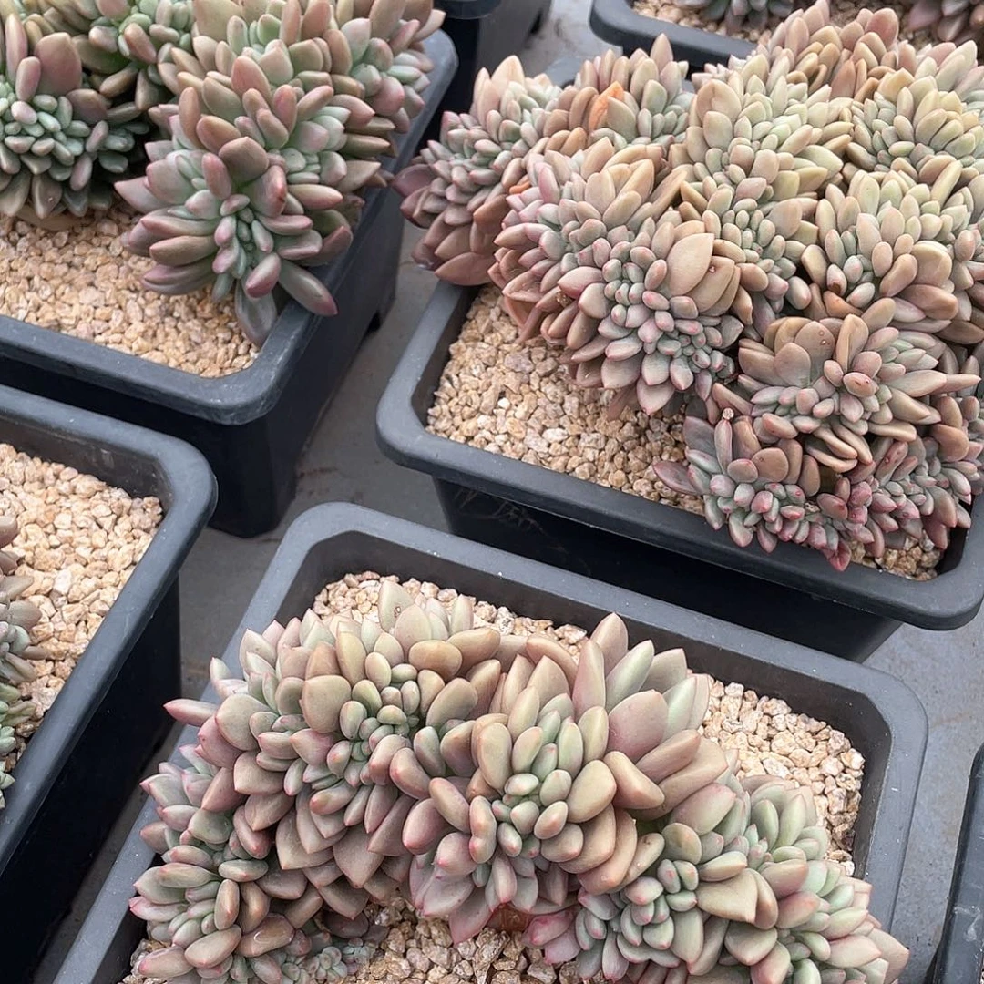 桃花源缀化实生18厘米可挑