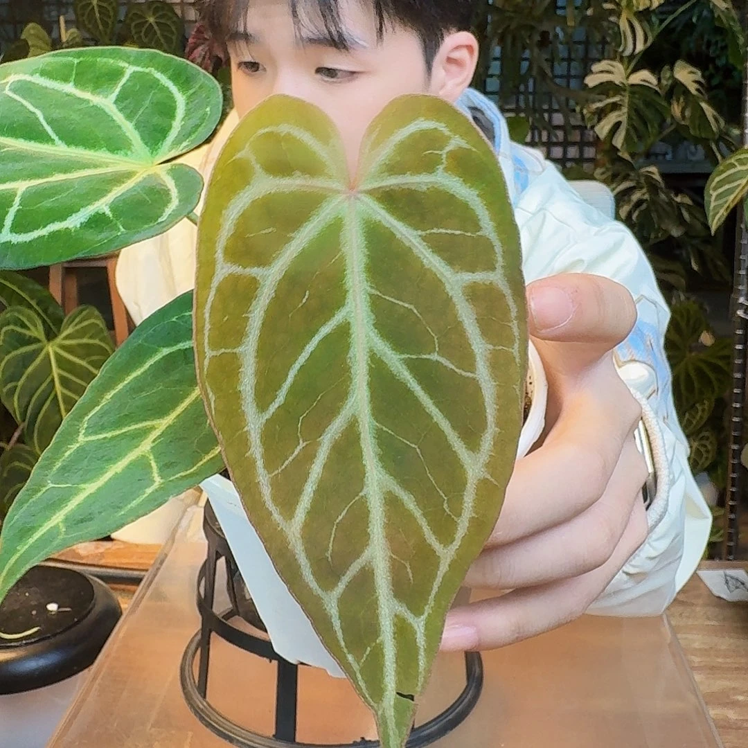 完全开放K132蝶叶银杂撕裂纹