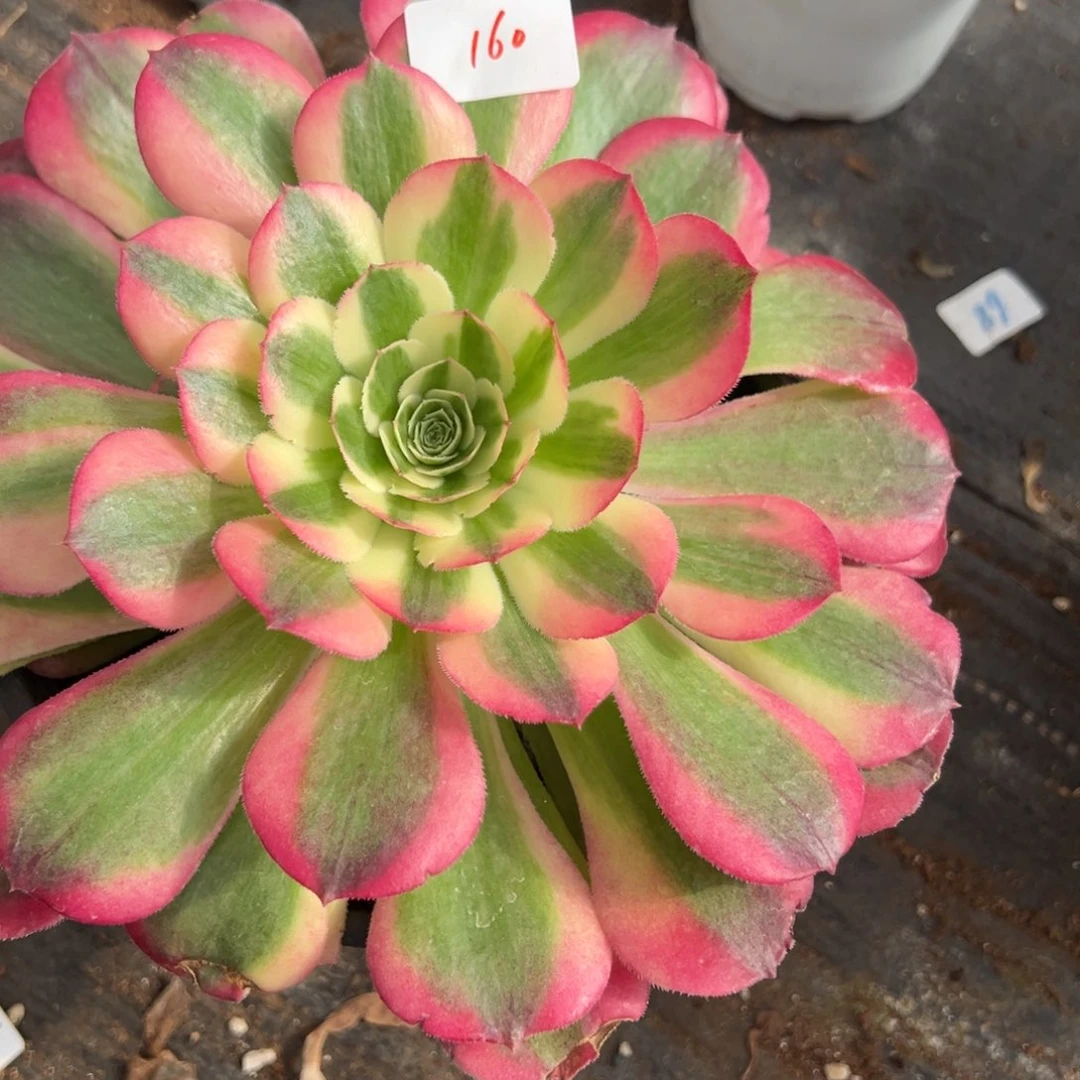 160海棠多肉多肉多肉多肉