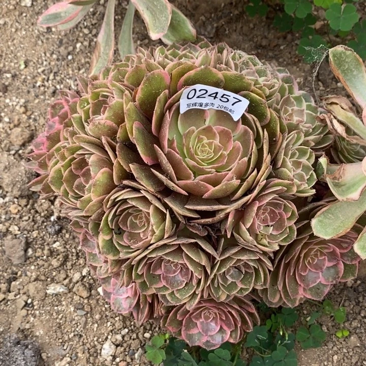 02457粉花要多肉植物