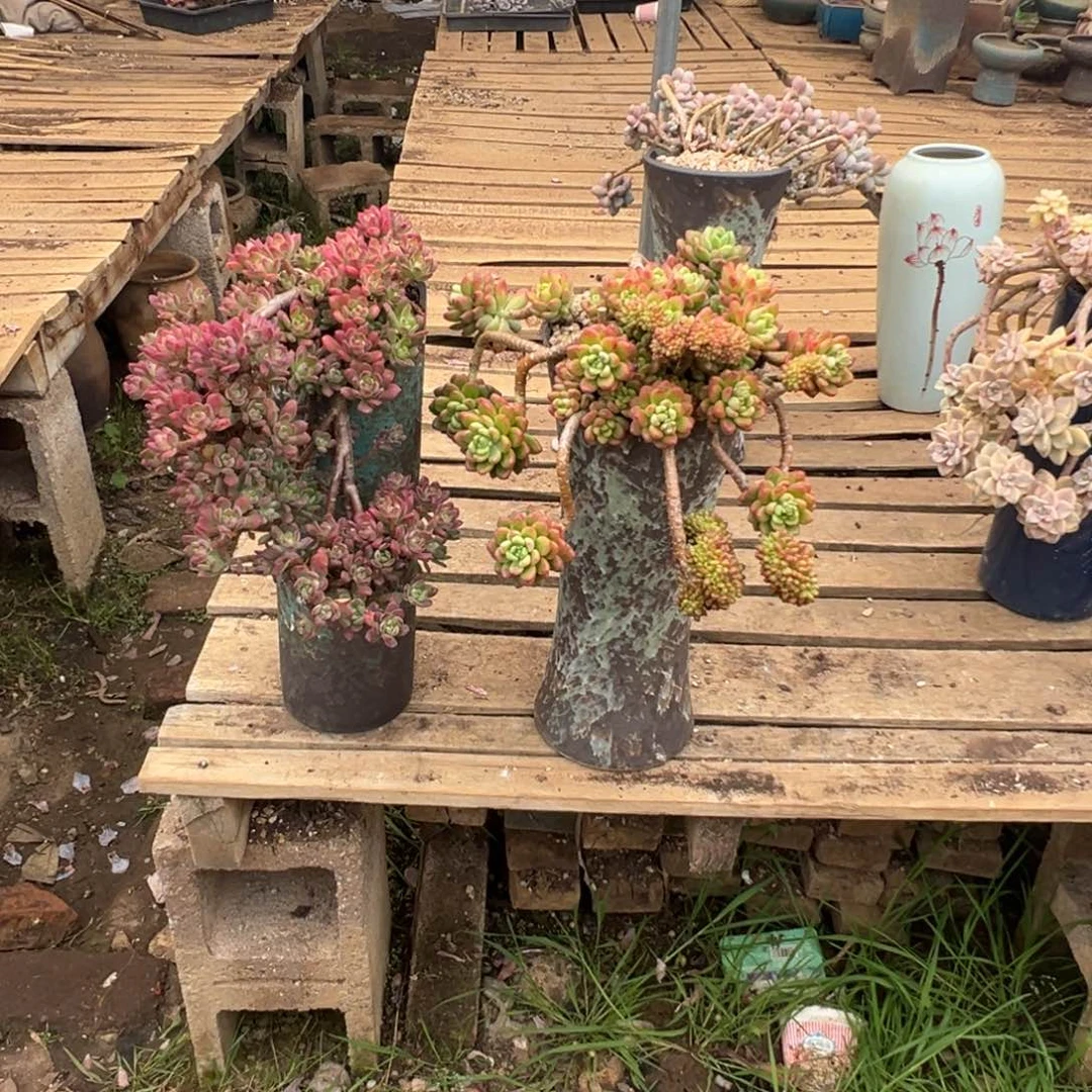 精品红稚莲加香格里拉带缀妖桩加盆加运费不退不换