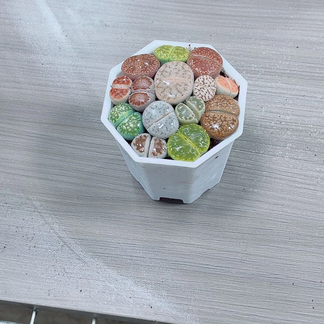 生石花玉露一勿一拍