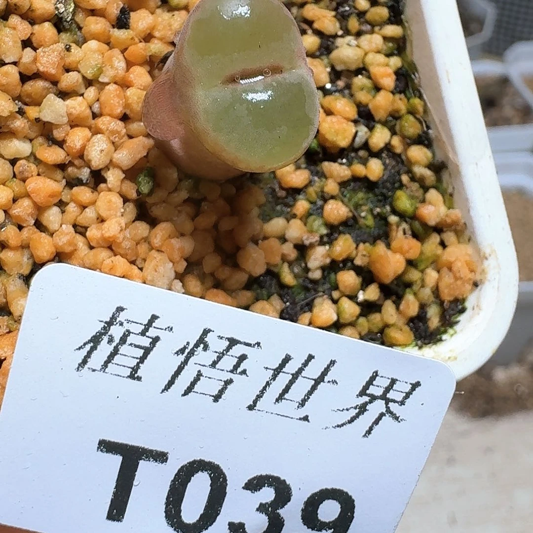 039盒多肉植物哇f f