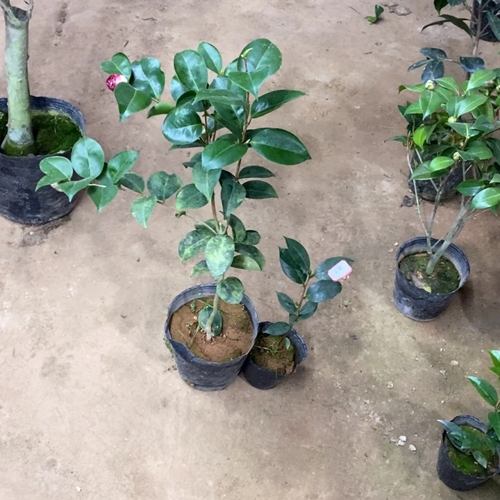 花佛鼎 塔卡尼尼