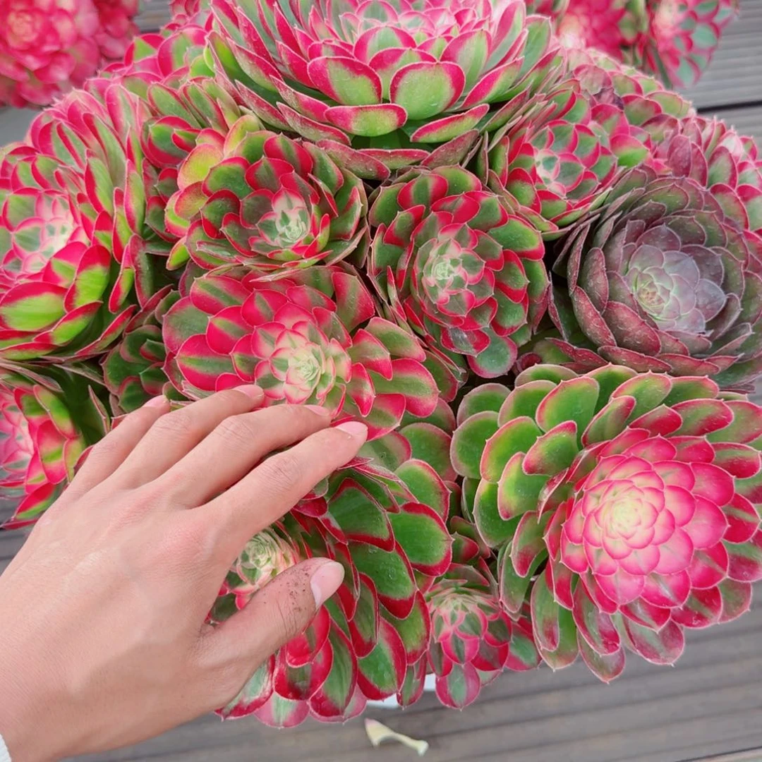 无花朵xnxjxnxbdbdndbd