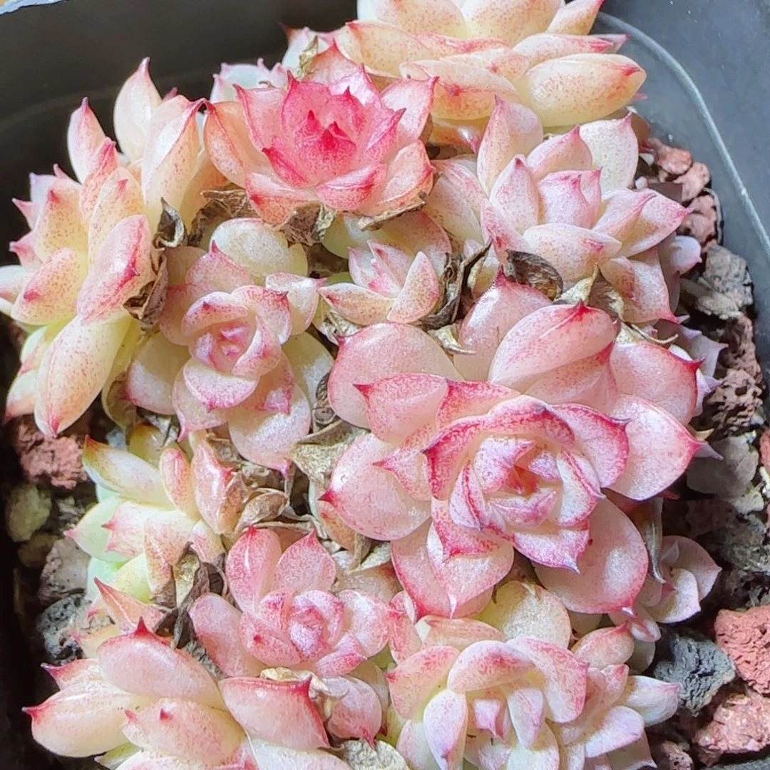 花语逸镜1118-228散