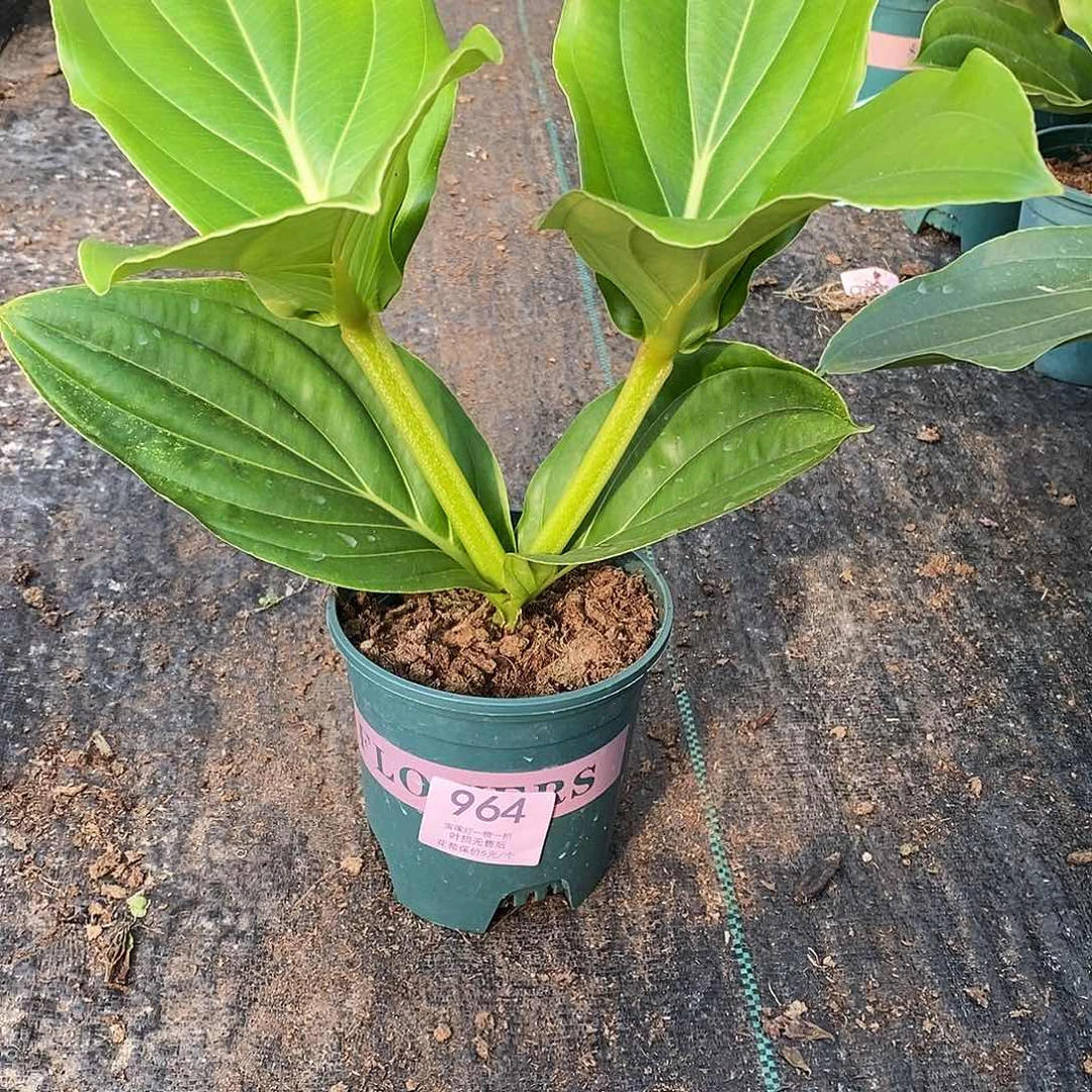 木本植物苍****！木本花卉964