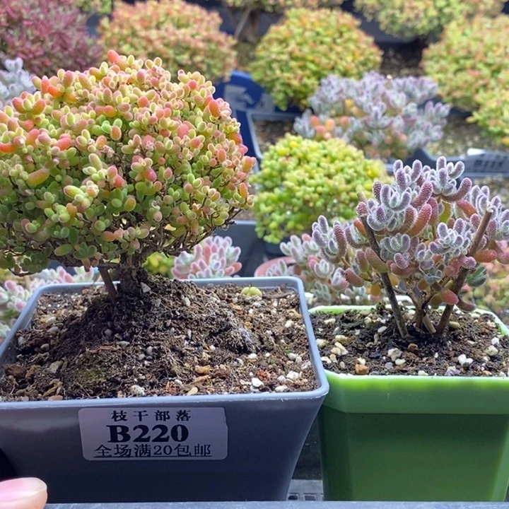 桀***，220冰晶+蜜橘糖球 。