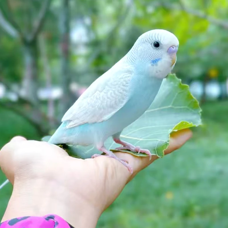1只 手养特色鹦鹉活体鹦鹉小鸟活鸟宠物鸟