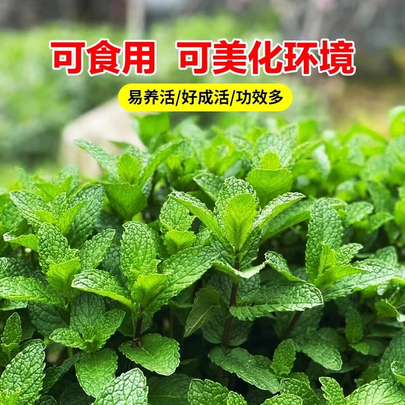 食用薄荷种籽四季种植易活种孑室内驱蚊小盆栽猫薄荷种子花种籽子