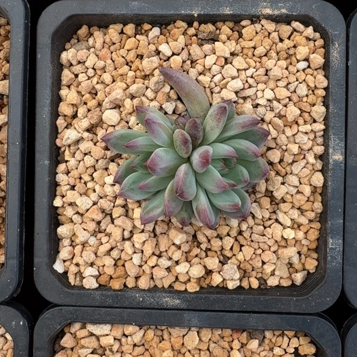 紫镜 双头 一物一拍