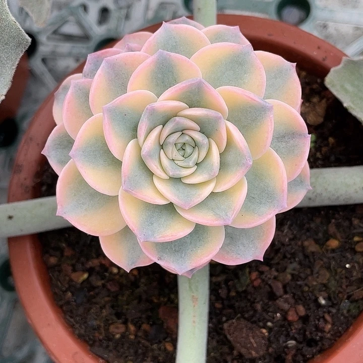 彩色安娜玫瑰锦一物一拍锦龙