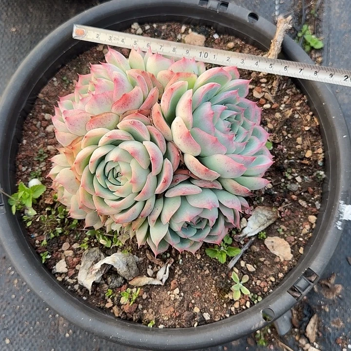 侧影172 多肉植物一物一拍