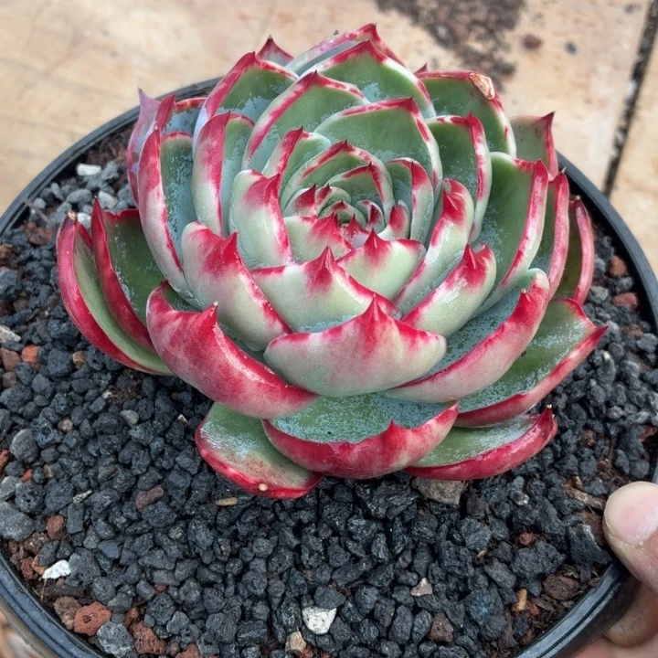 多***姐多肉植物惊鸿仙子