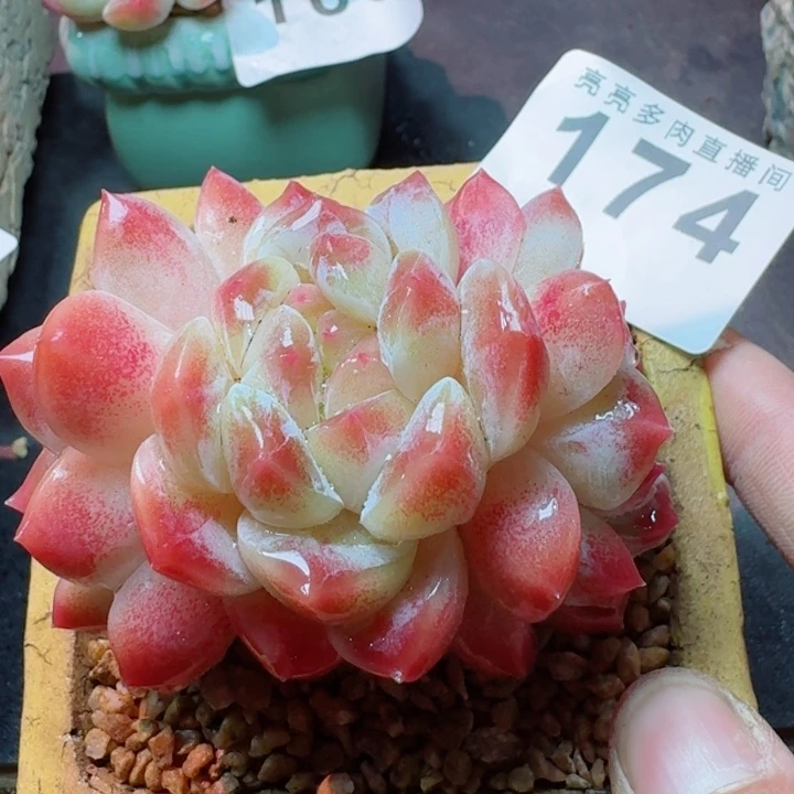 秘境冰魄         精控精养多肉植物