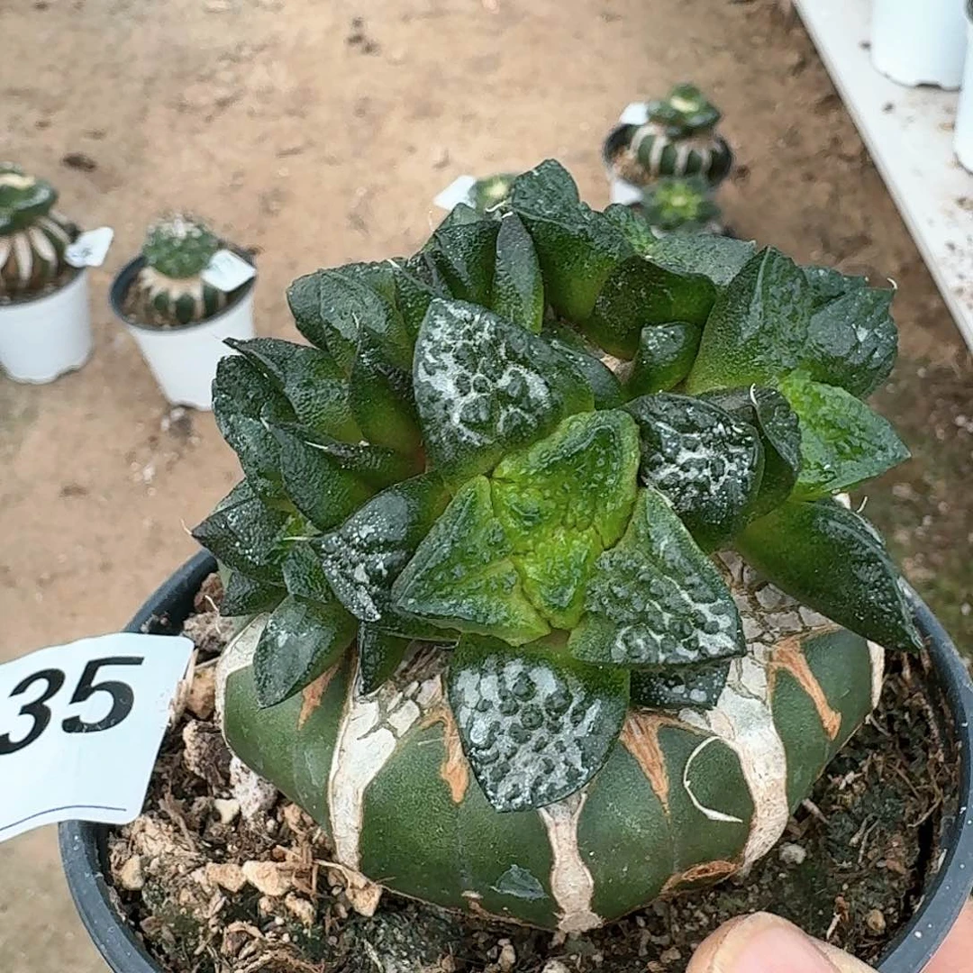 【闪购商品】无花朵群头大尤哥斯拉235