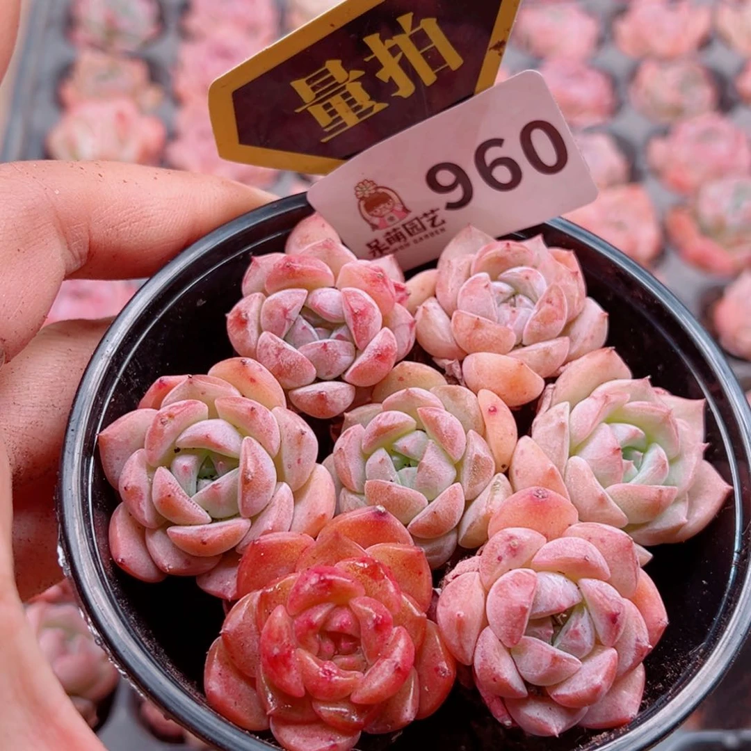 当前无花朵，栽培后可花朵