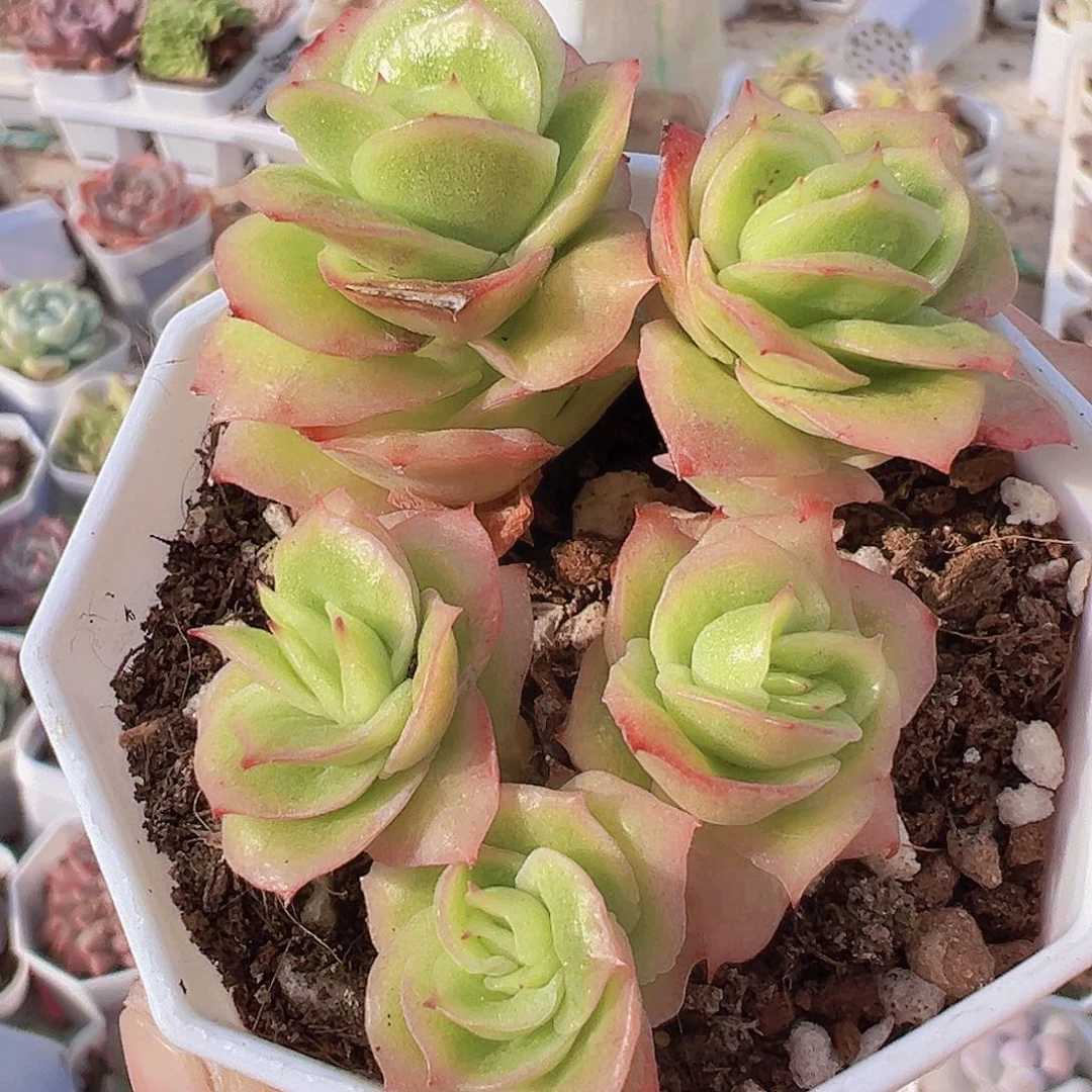 冰玫瑰锦群不包整19包邮