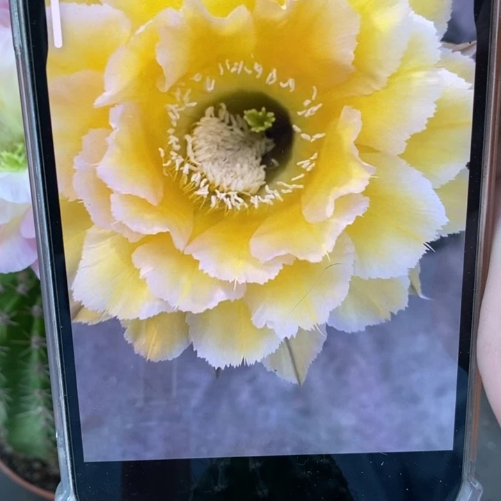 香香新黄白侧芽3.5公分左右