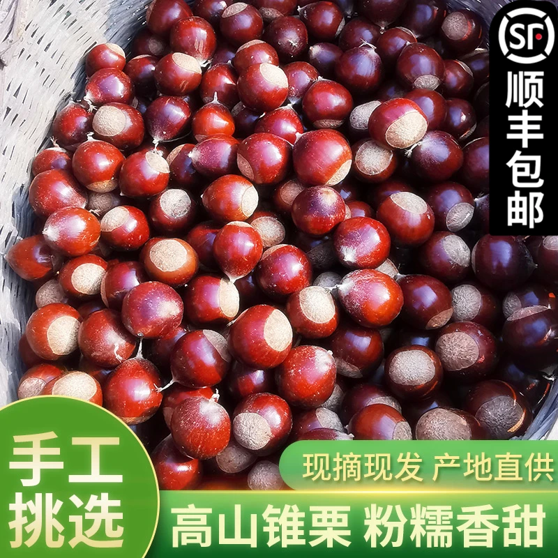 2025年新鲜生板栗毛栗子建瓯锥栗油圆栗子农家现摘高山1/2/3/5斤