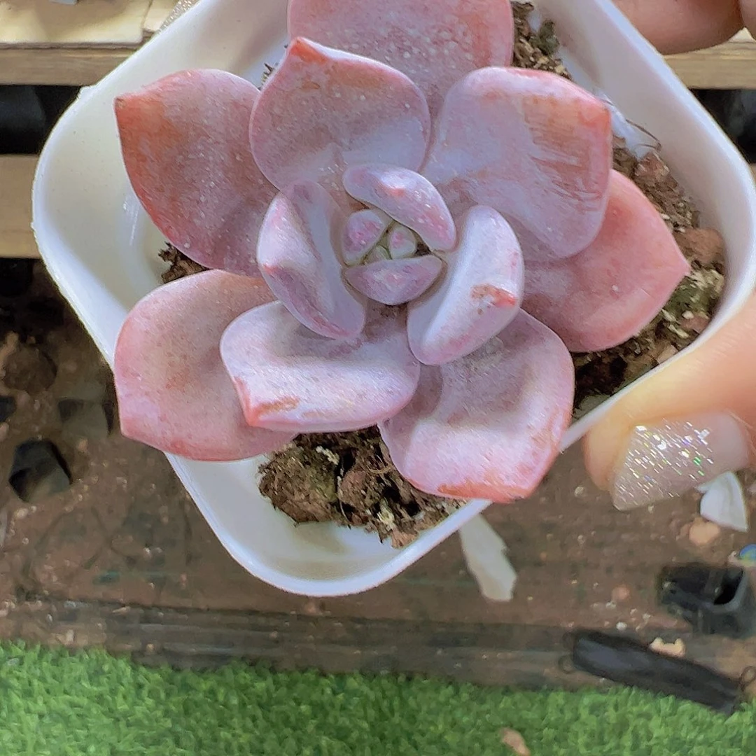 红茶多肉植物19包邮