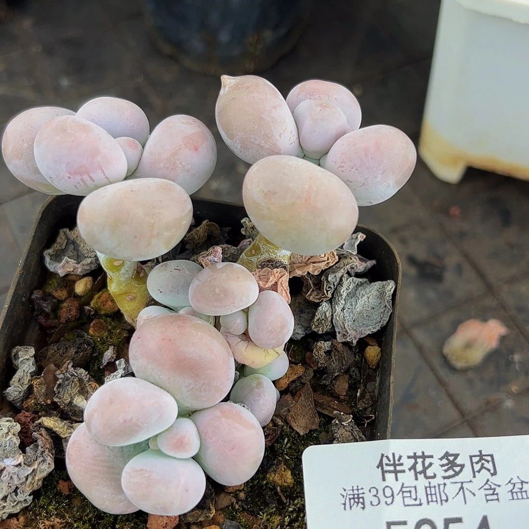 254-芭比奶多肉4cm