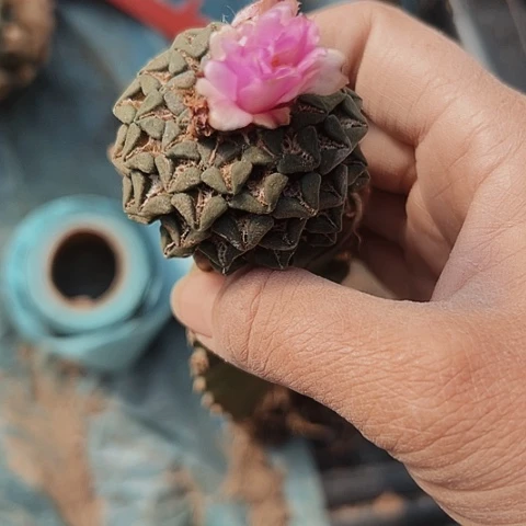 462仙人球嫁接的方法