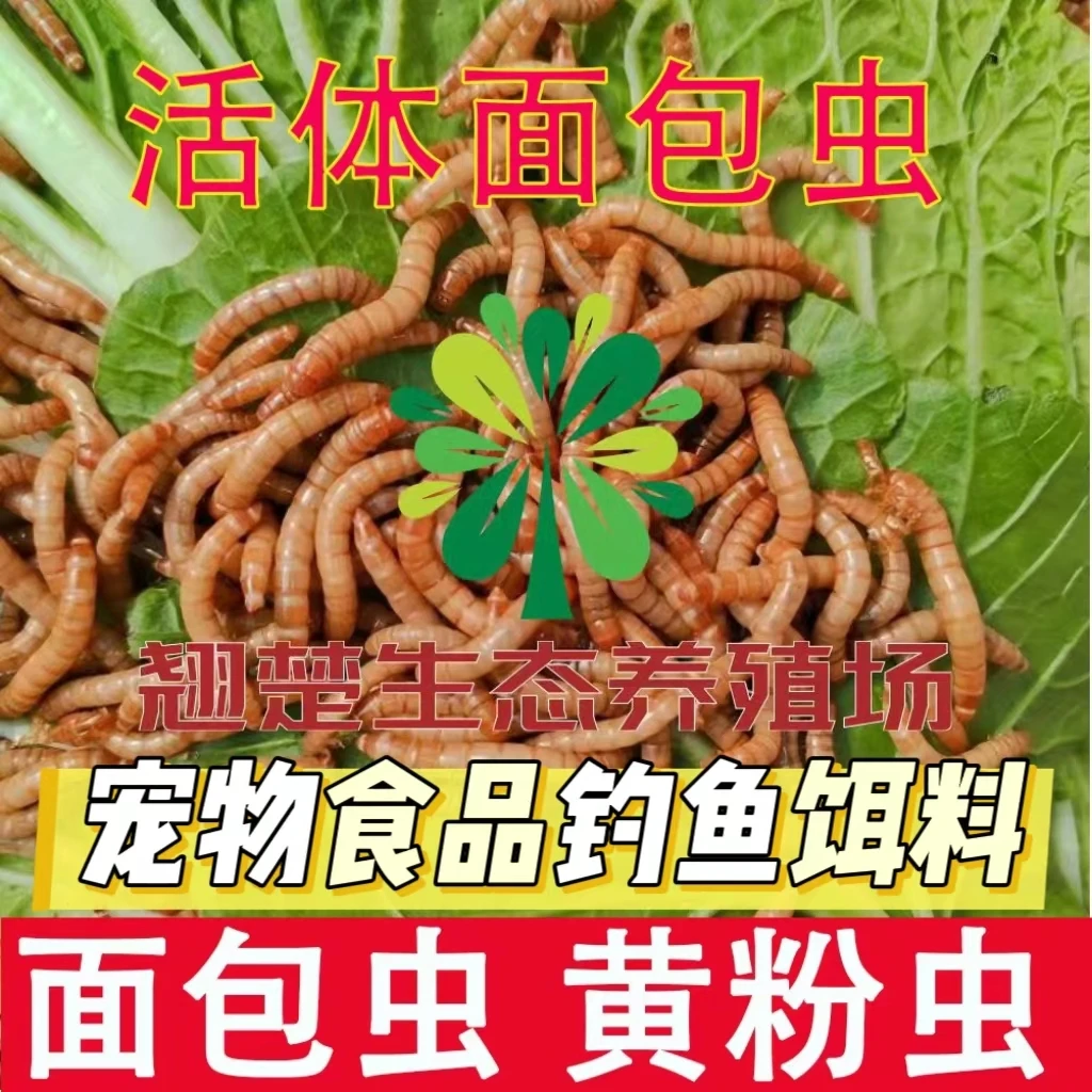 活面包虫鱼饵窝料蛋白虫黄粉虫鱼食龟粮鸟食鸡饲料蝎子蛙食仓鼠粮